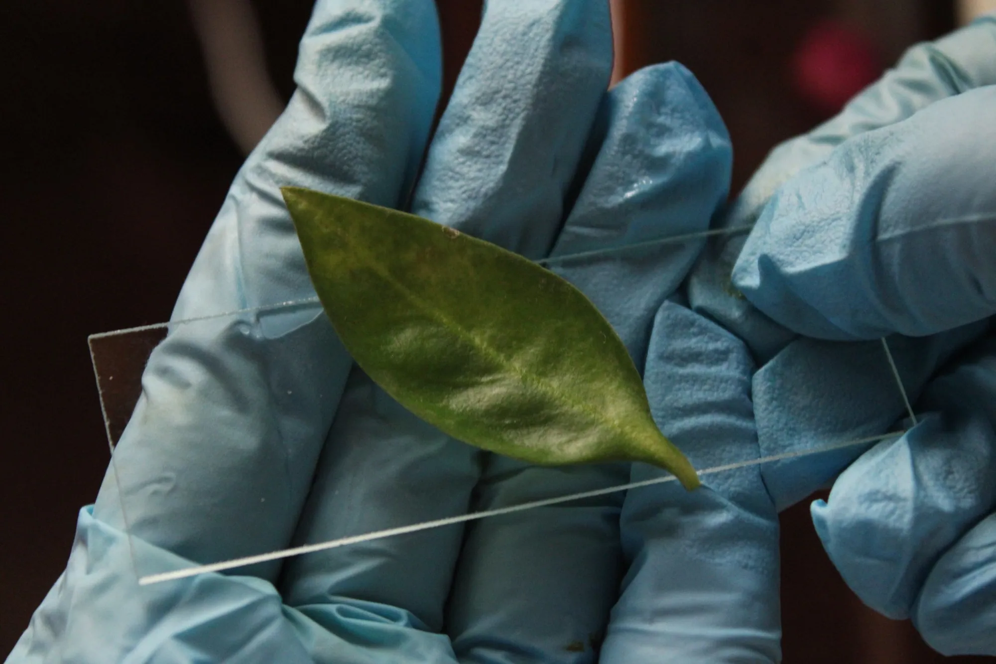 Mano con guante azul sostiene una hoja verde en un laboratorio.
